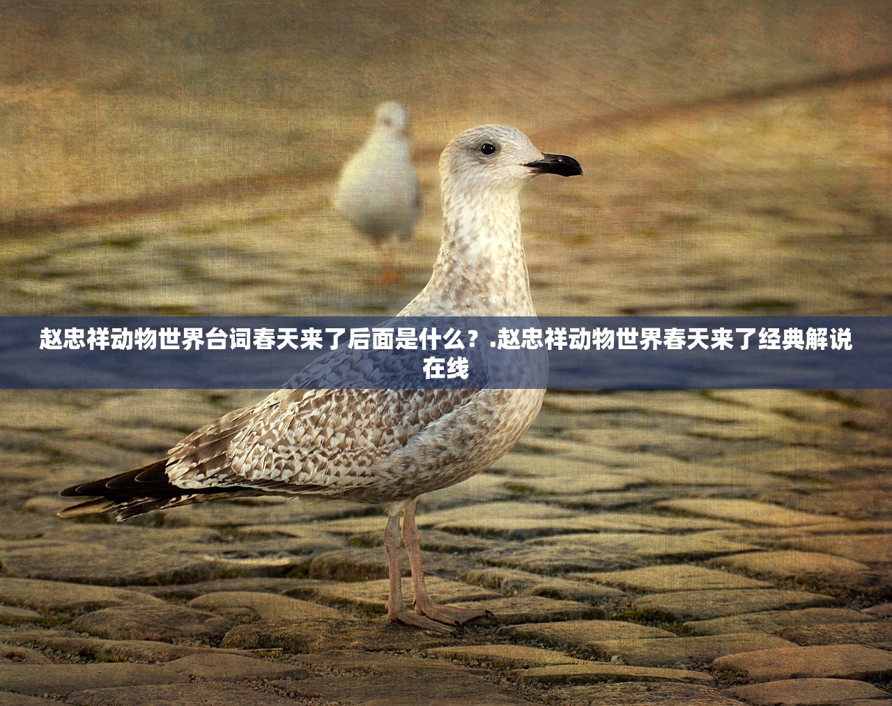 赵忠祥动物世界台词春天来了后面是什么？.赵忠祥动物世界春天来了经典解说在线