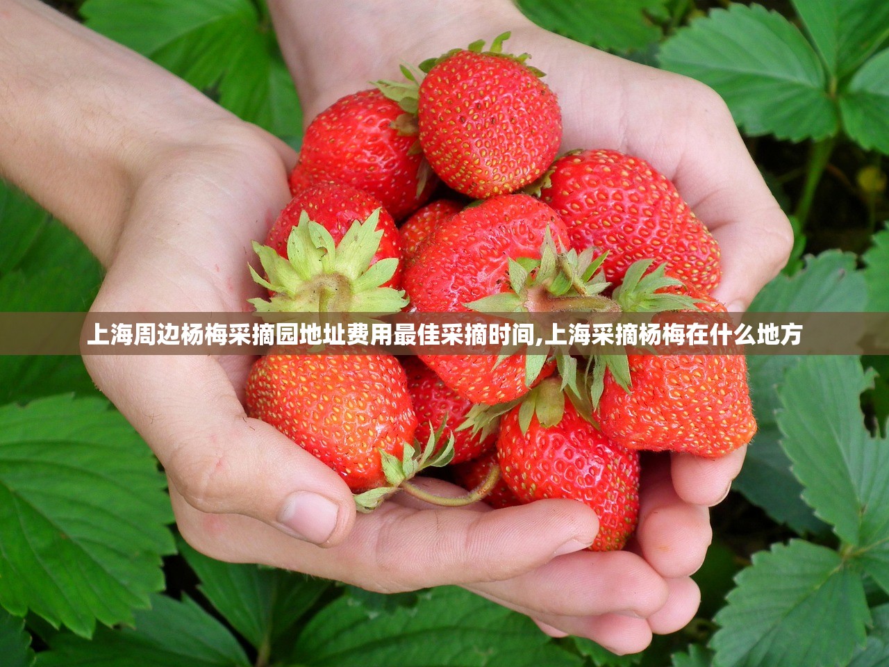 上海周边杨梅采摘园地址费用最佳采摘时间,上海采摘杨梅在什么地方