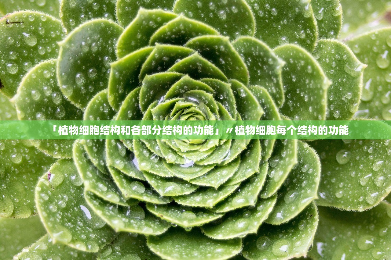 「植物细胞结构和各部分结构的功能」〃植物细胞每个结构的功能
