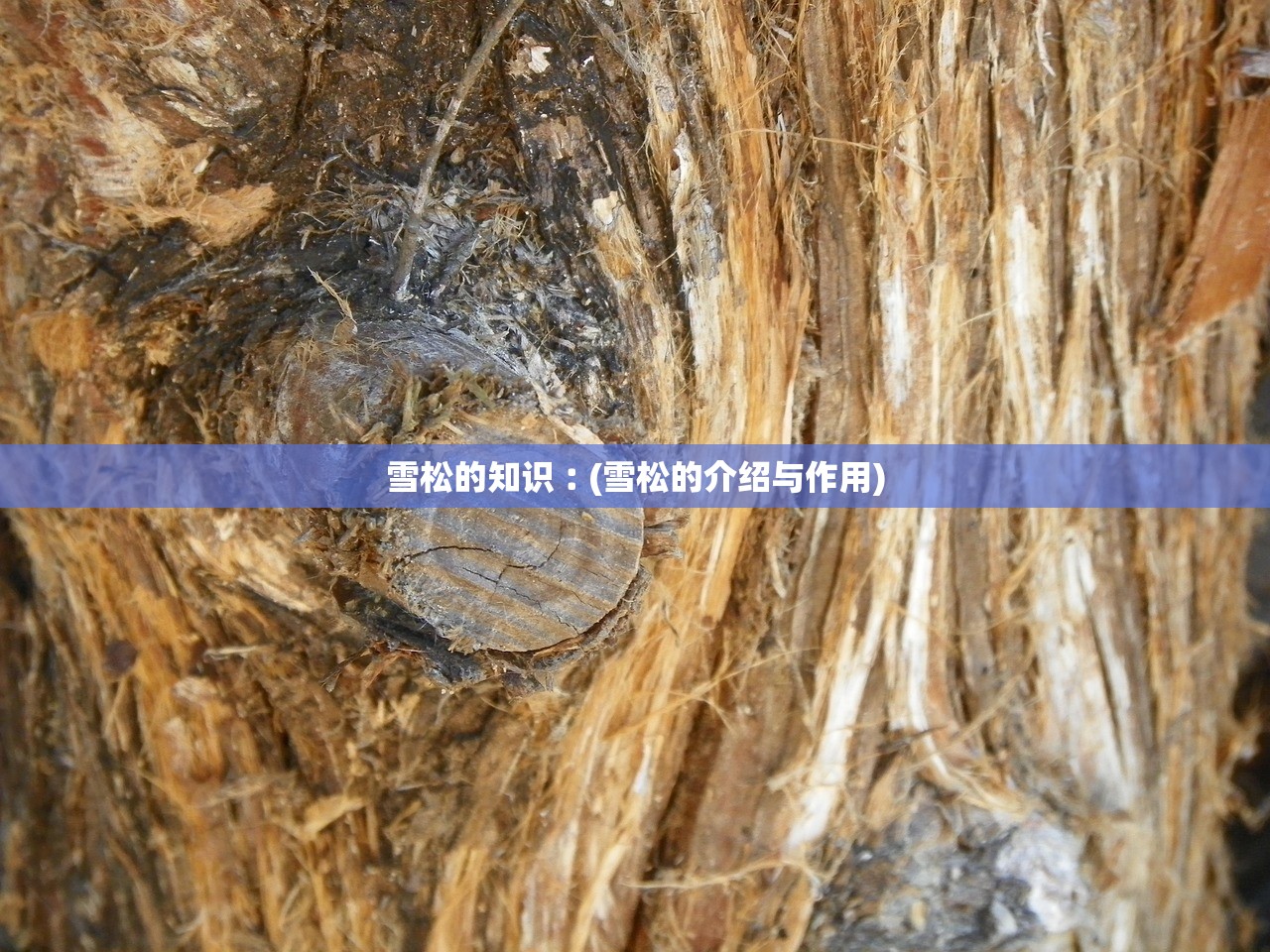 雪松的知识︰(雪松的介绍与作用) 雪松的知识︰(雪松的介绍与作用)