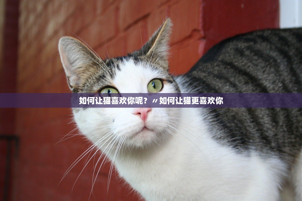 如何让猫喜欢你呢？〃如何让猫更喜欢你