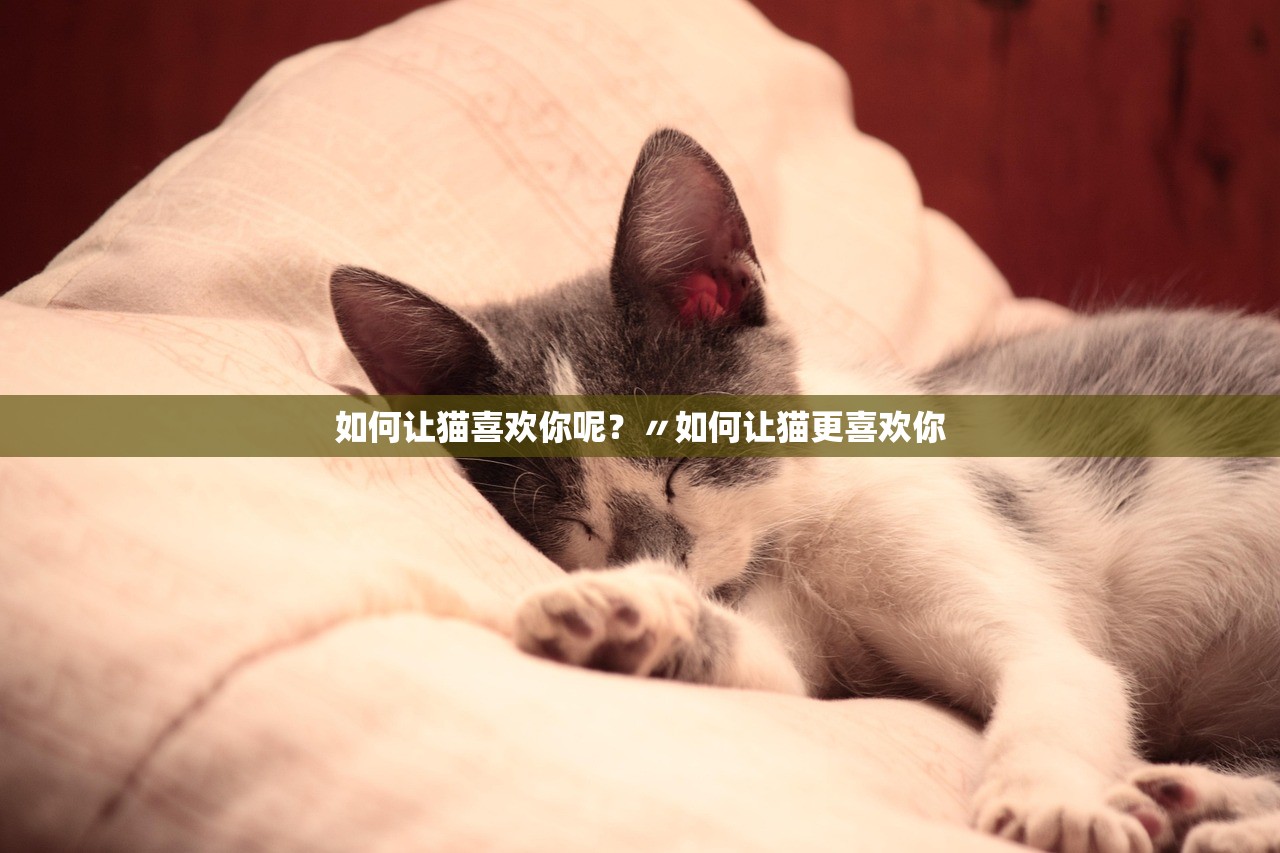 如何让猫喜欢你呢？〃如何让猫更喜欢你