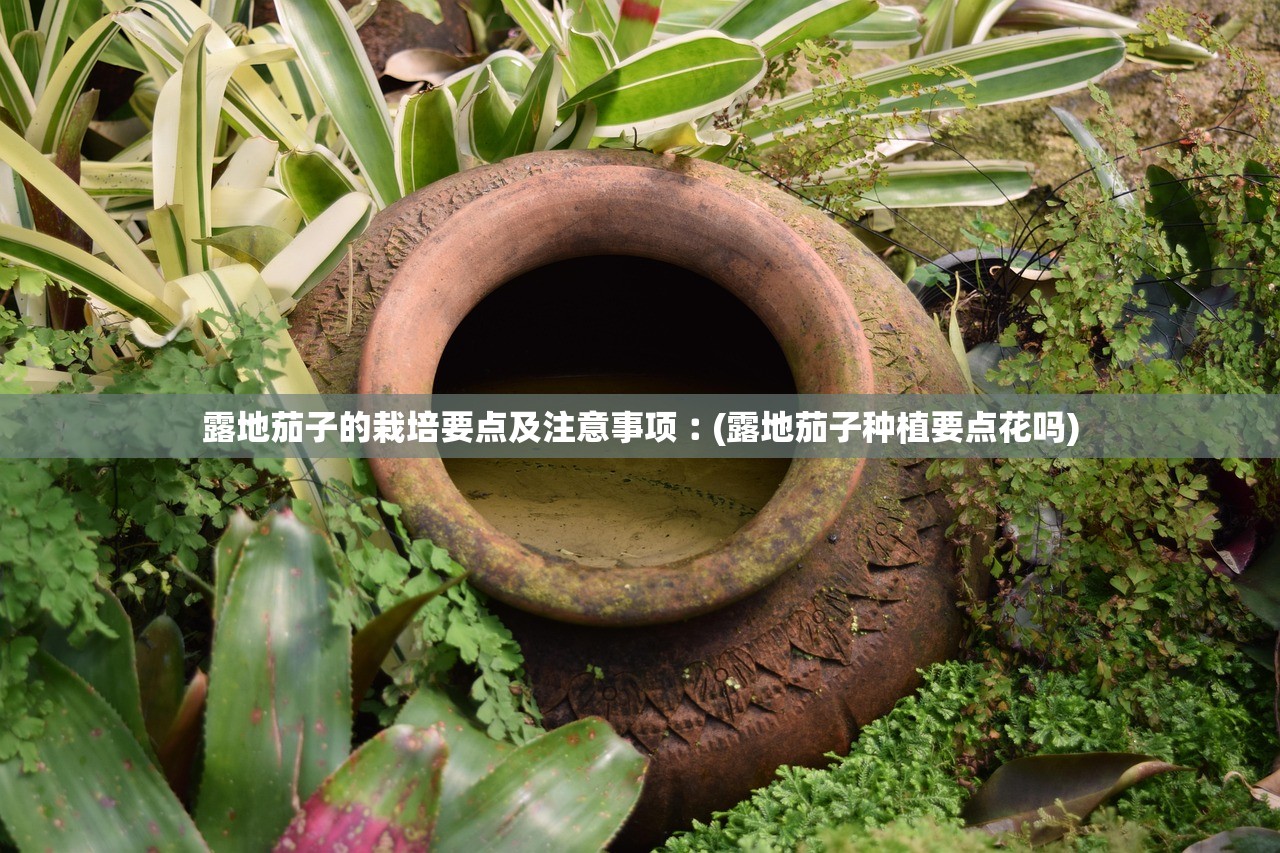露地茄子的栽培要点及注意事项︰(露地茄子种植要点花吗) 露地茄子的栽培要点及注意事项︰(露地茄子种植要点花吗)
