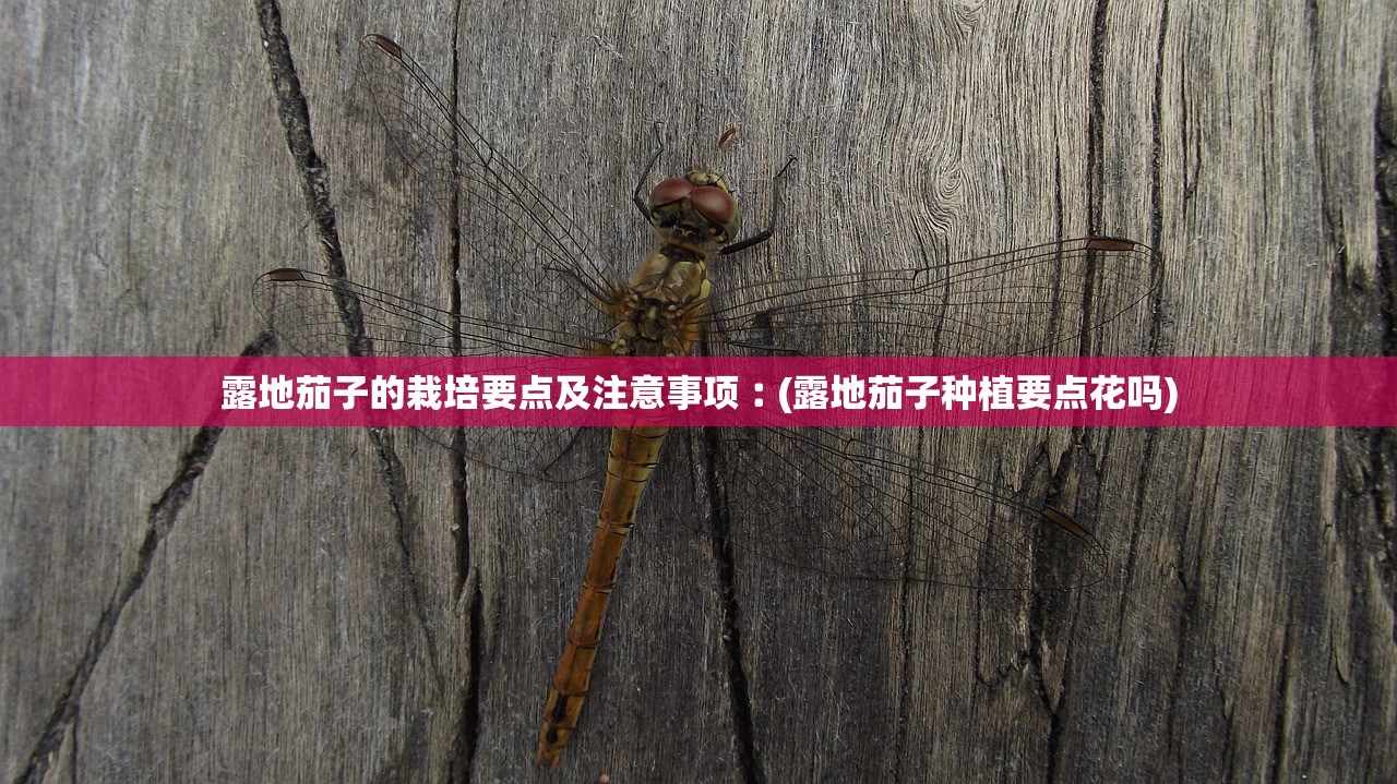 露地茄子的栽培要点及注意事项︰(露地茄子种植要点花吗) 露地茄子的栽培要点及注意事项︰(露地茄子种植要点花吗)