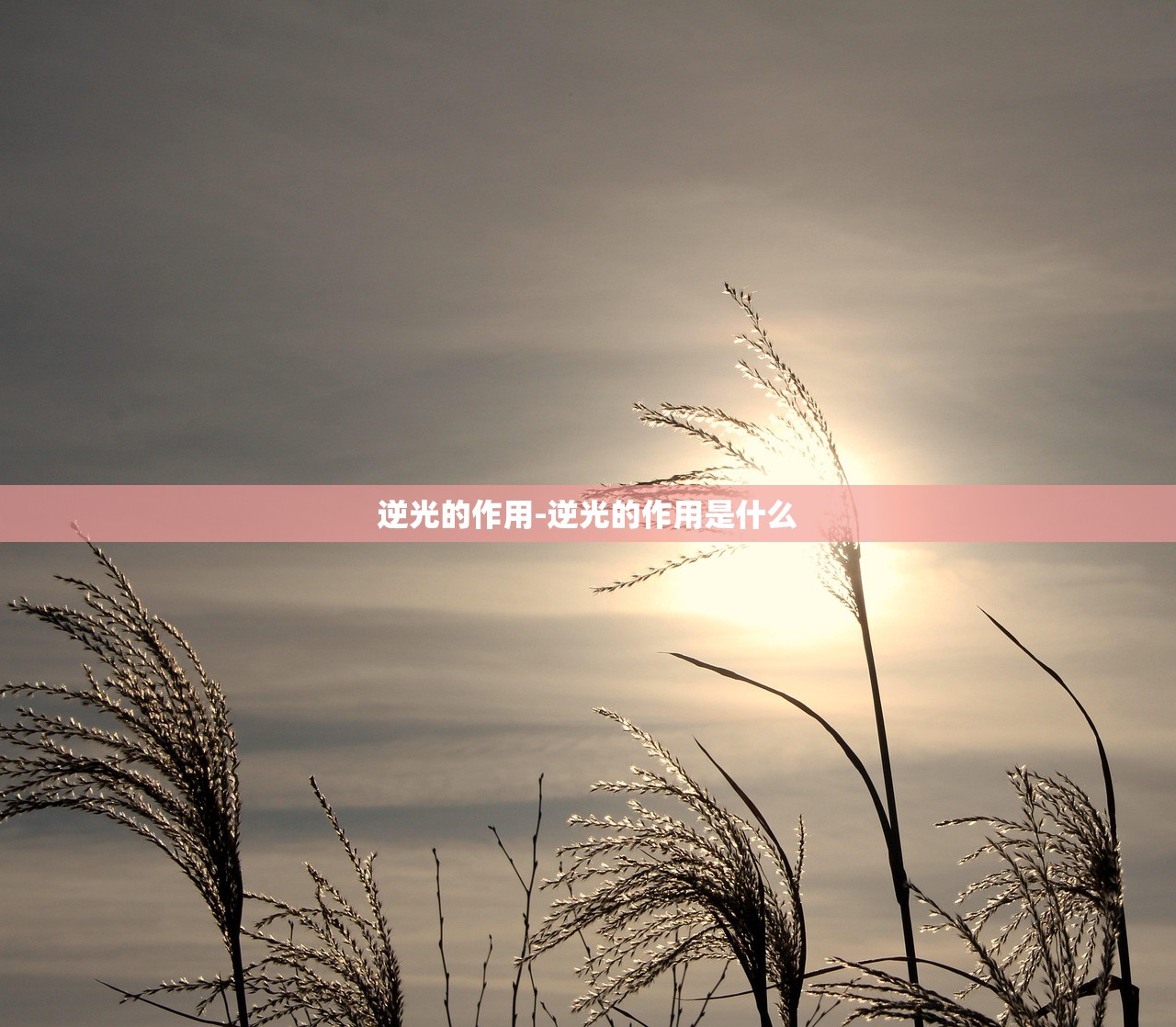 逆光的作用-逆光的作用是什么