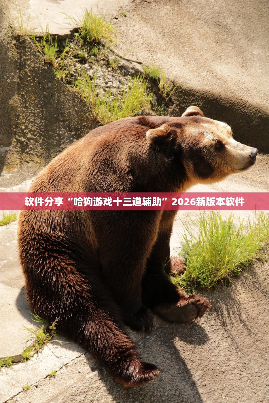软件分享“哈狗游戏十三道辅助”2026新版本软件