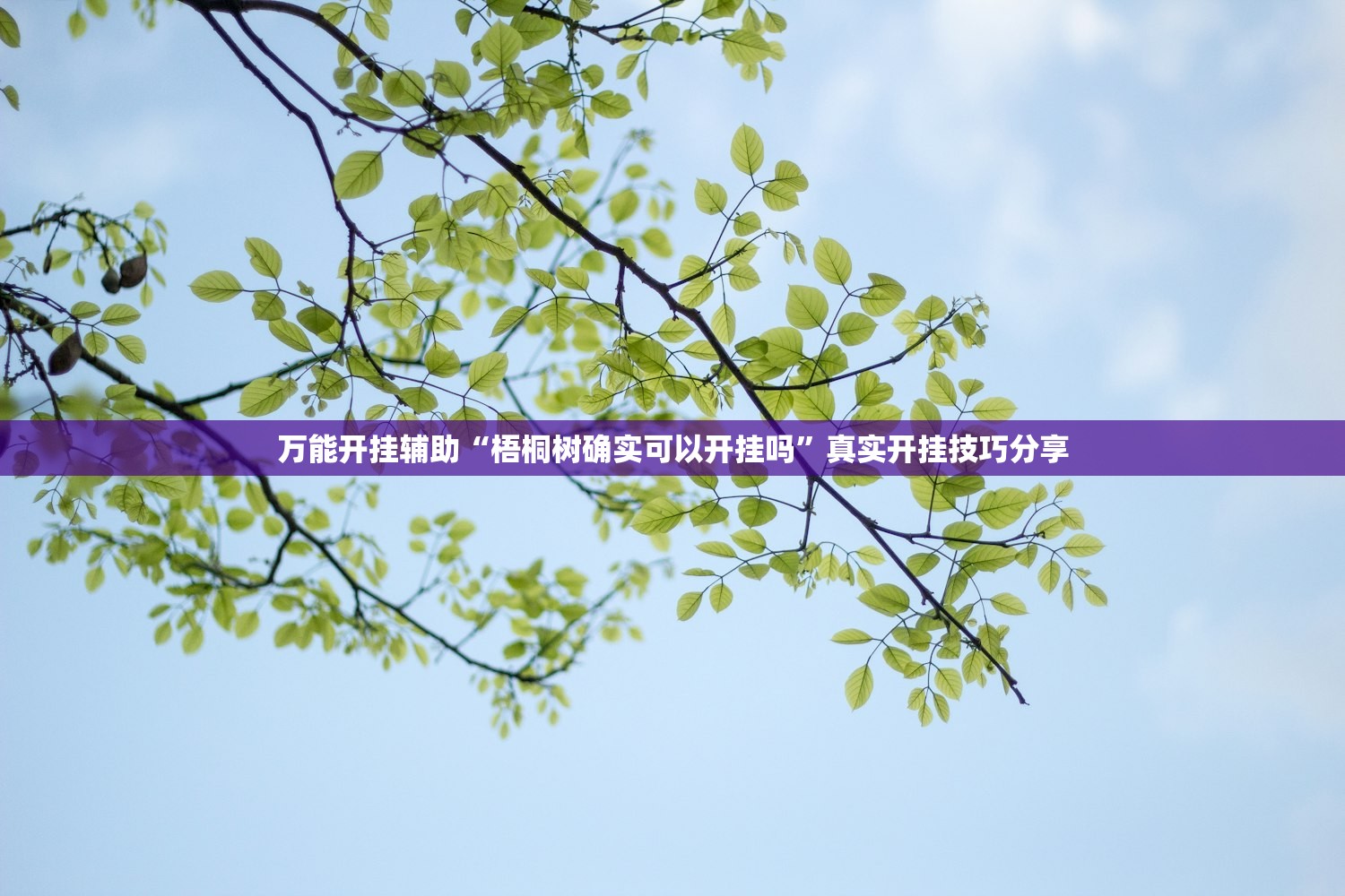 万能开挂辅助“梧桐树确实可以开挂吗”真实开挂技巧分享