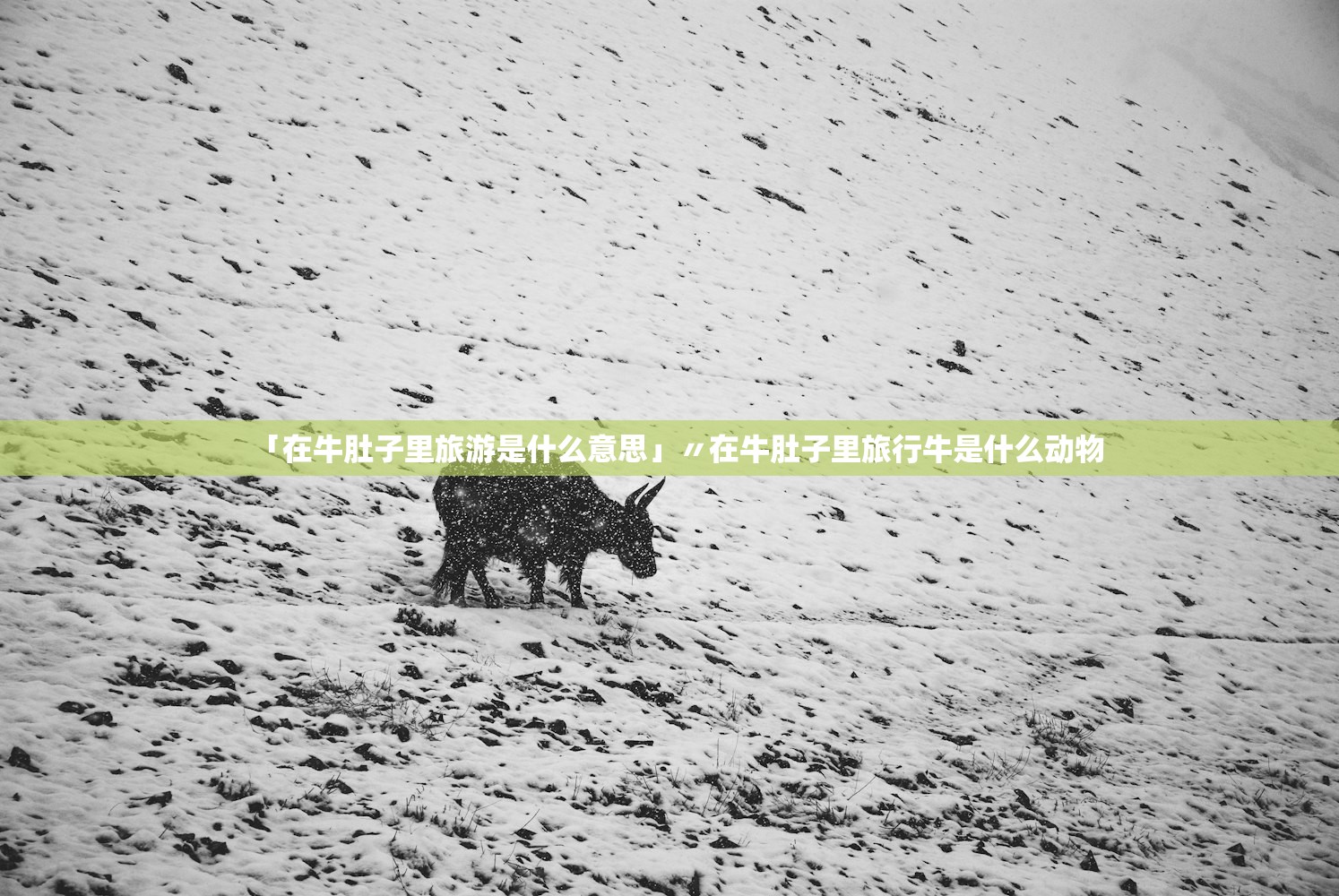 「在牛肚子里旅游是什么意思」〃在牛肚子里旅行牛是什么动物 「在牛肚子里旅游是什么意思」〃在牛肚子里旅行牛是什么动物