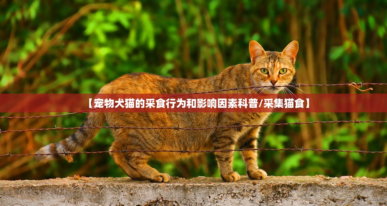 【宠物犬猫的采食行为和影响因素科普/采集猫食】