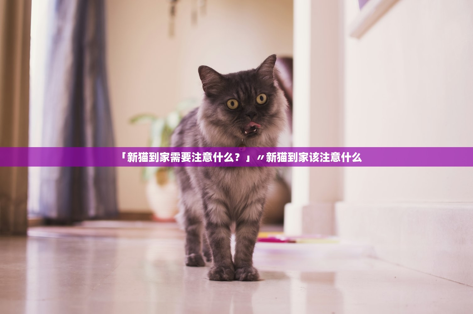 「新猫到家需要注意什么？」〃新猫到家该注意什么
