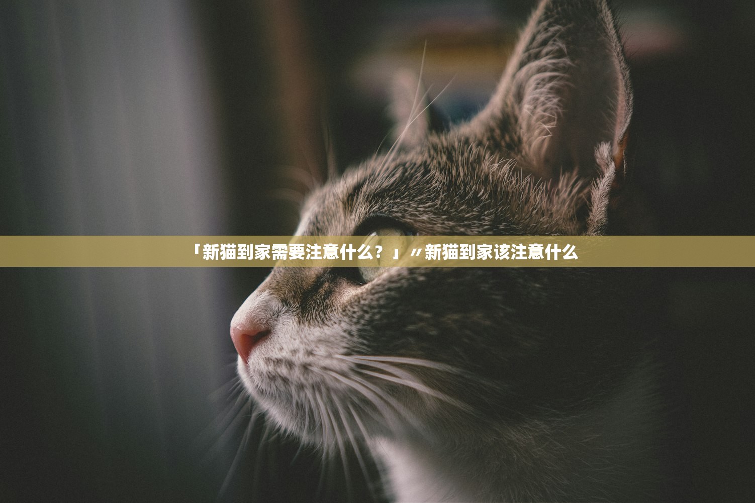 「新猫到家需要注意什么？」〃新猫到家该注意什么