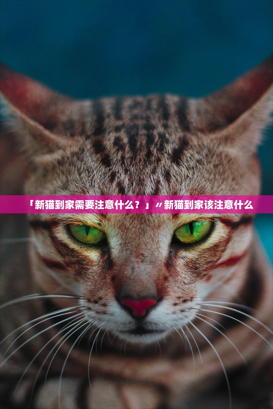 「新猫到家需要注意什么？」〃新猫到家该注意什么