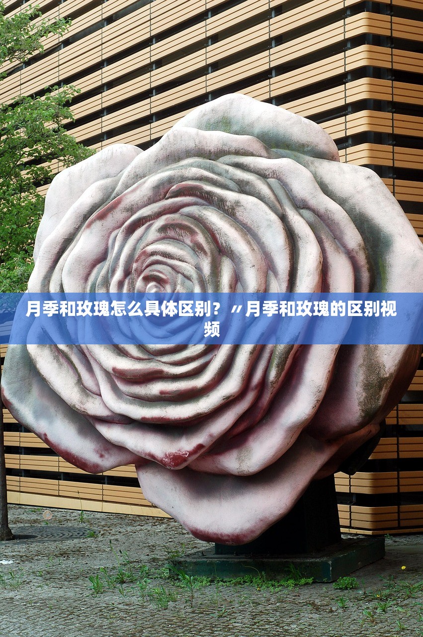 月季和玫瑰怎么具体区别?〃月季和玫瑰的区别视频 月季和玫瑰怎么具体区别?〃月季和玫瑰的区别视频