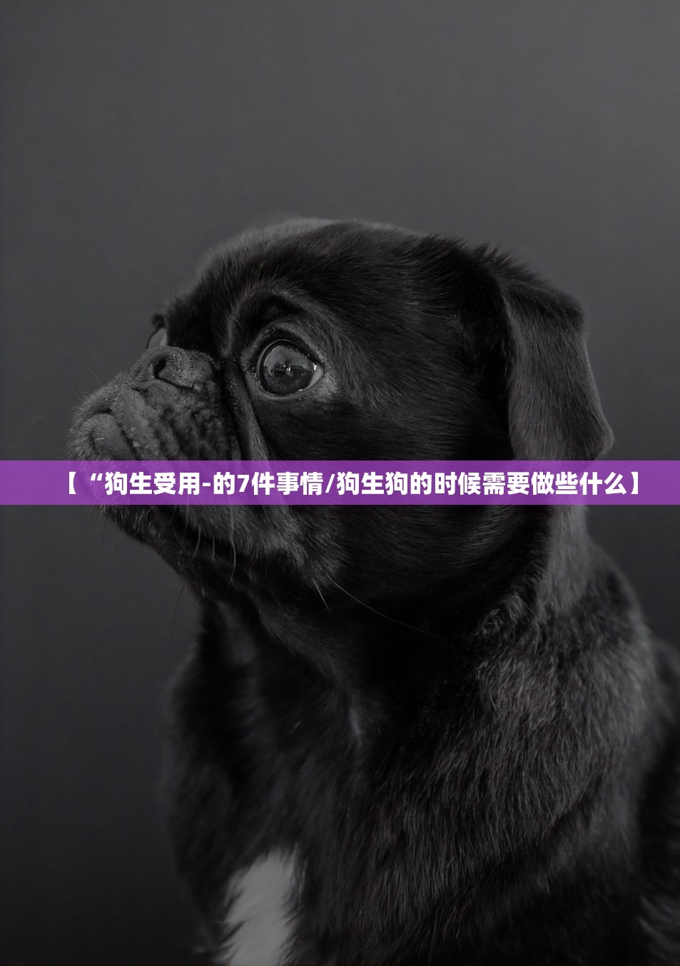 【“狗生受用-的7件事情/狗生狗的时候需要做些什么】