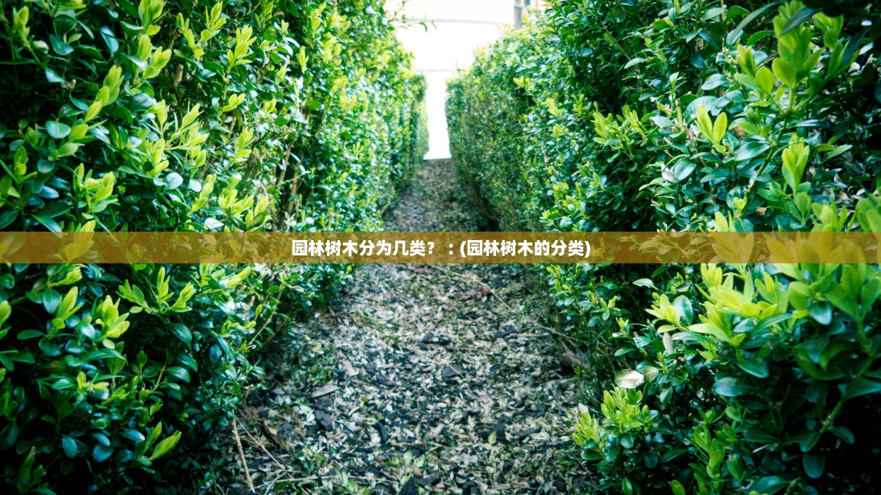 园林树木分为几类?︰(园林树木的分类) 园林树木分为几类?︰(园林树木的分类)