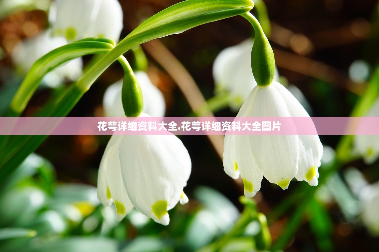 花萼详细资料大全.花萼详细资料大全图片