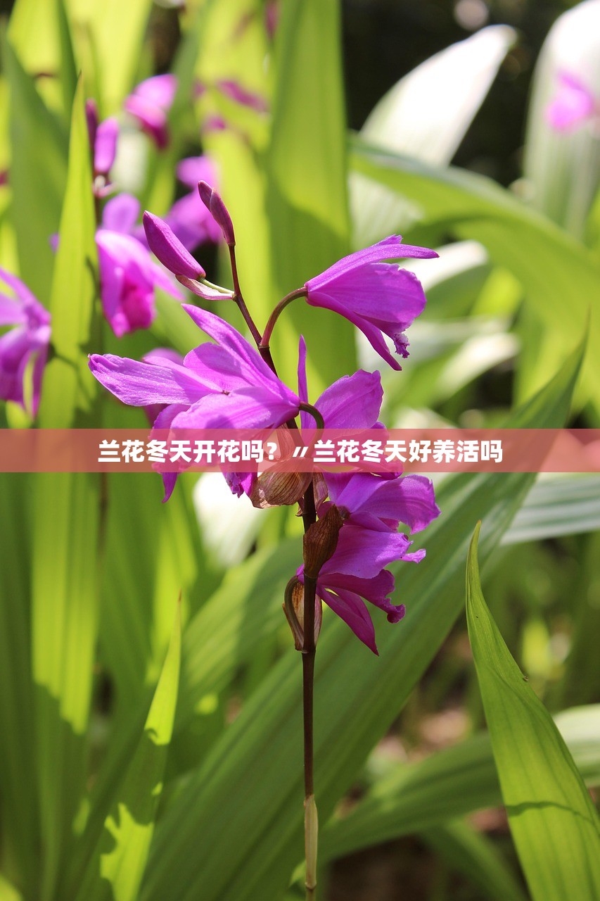 兰花冬天开花吗?〃兰花冬天好养活吗 兰花冬天开花吗?〃兰花冬天好养活吗