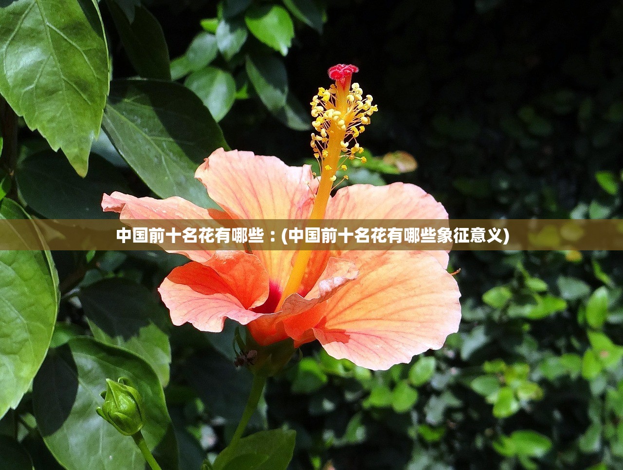 中国前十名花有哪些︰(中国前十名花有哪些象征意义) 中国前十名花有哪些︰(中国前十名花有哪些象征意义)