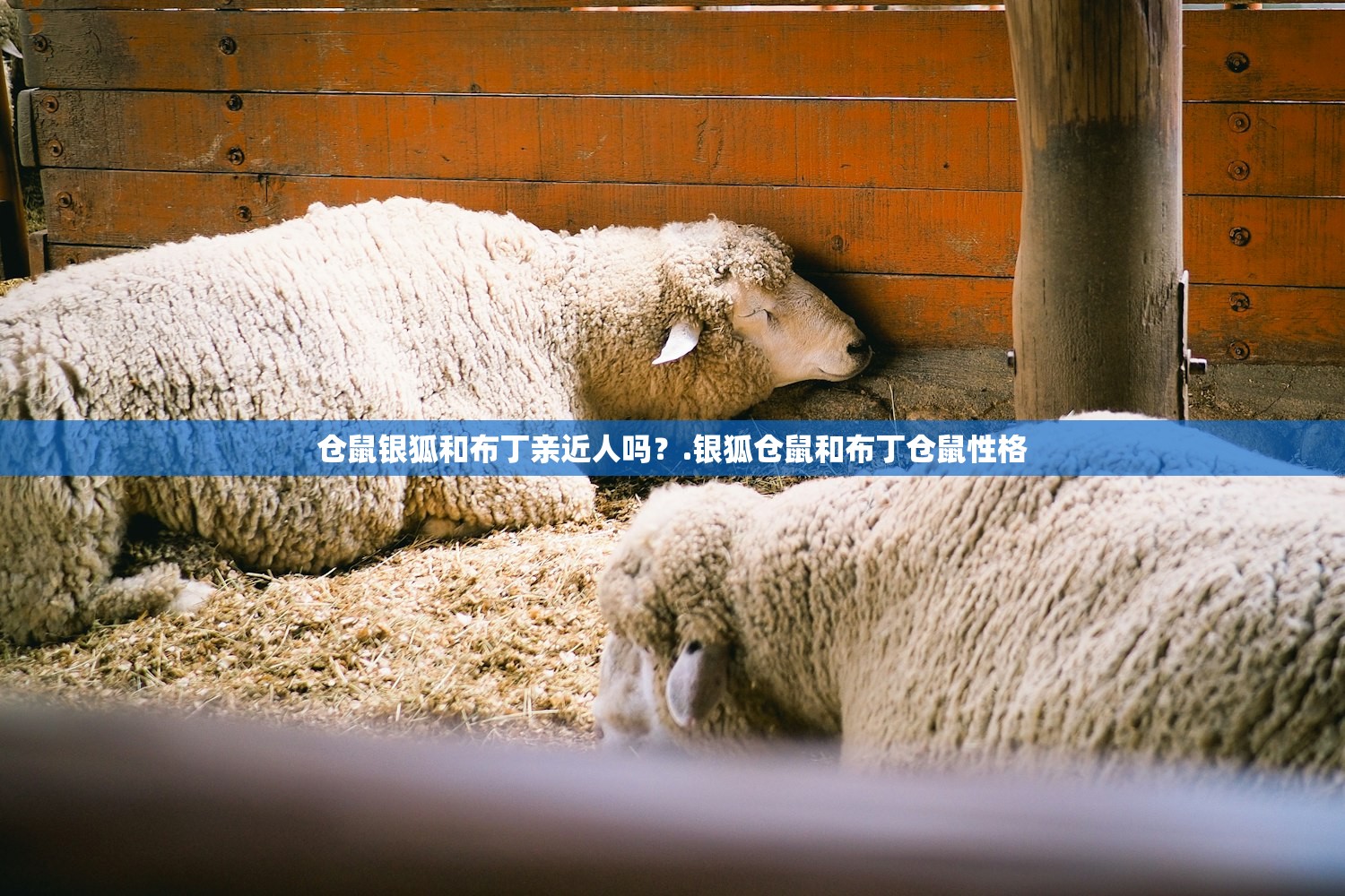 仓鼠银狐和布丁亲近人吗？.银狐仓鼠和布丁仓鼠性格