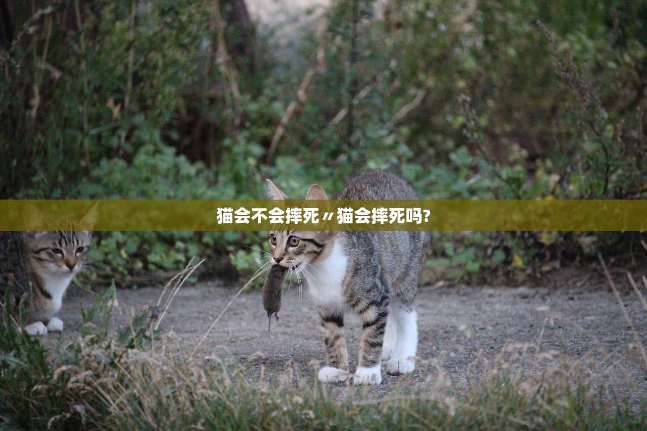 猫会不会摔死〃猫会摔死吗?
