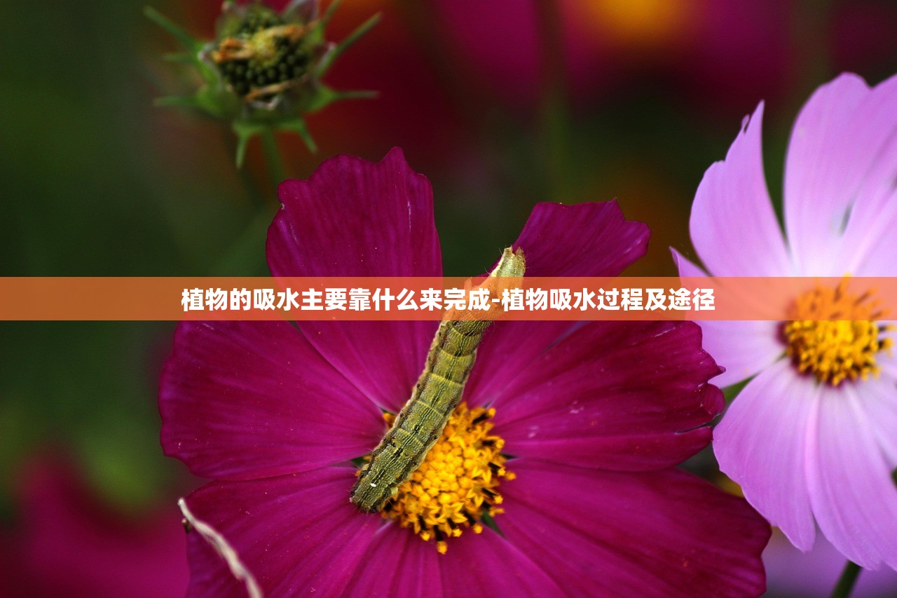 植物的吸水主要靠什么来完成-植物吸水过程及途径
