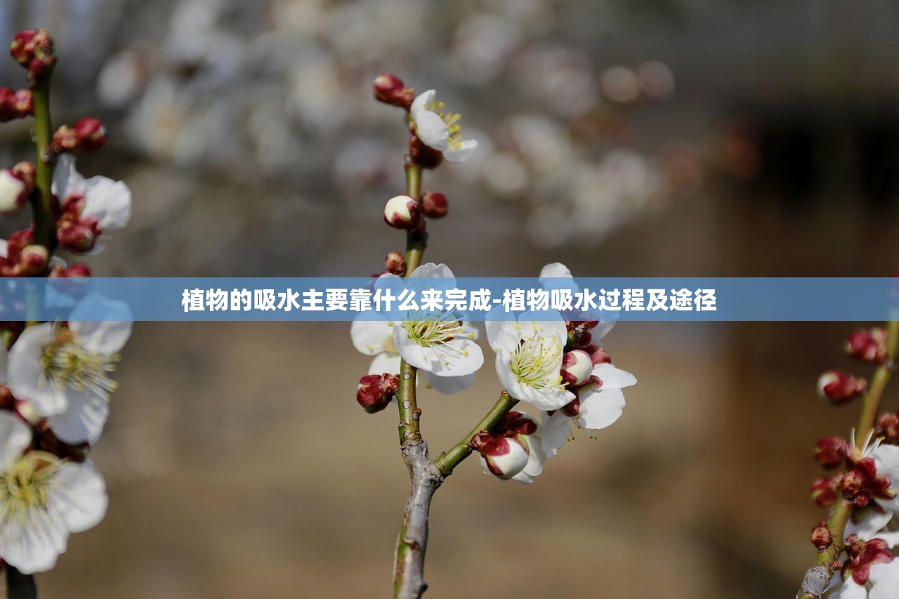 植物的吸水主要靠什么来完成-植物吸水过程及途径