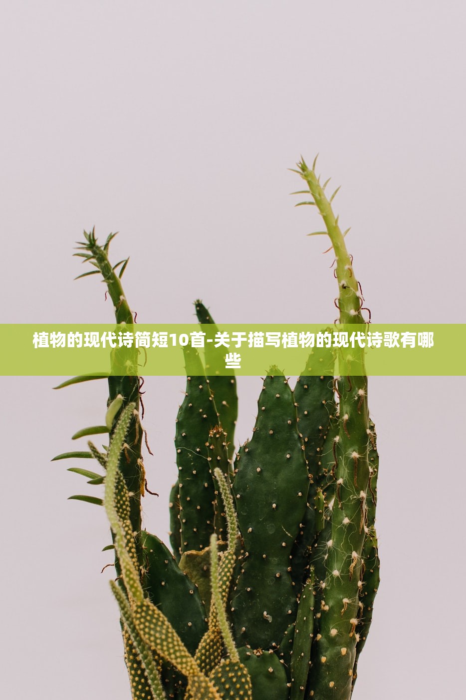 植物的现代诗简短10首-关于描写植物的现代诗歌有哪些