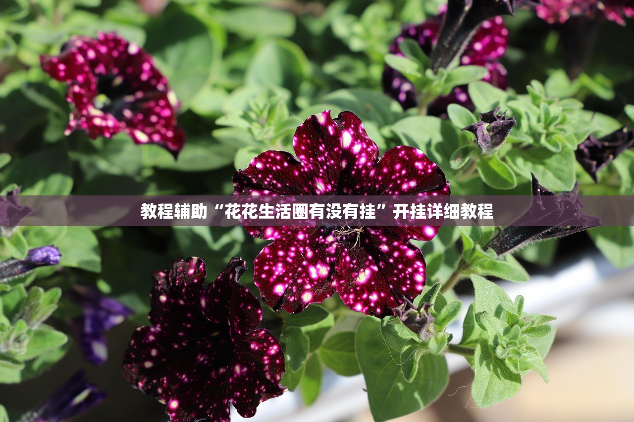 教程辅助“花花生活圈有没有挂”开挂详细教程