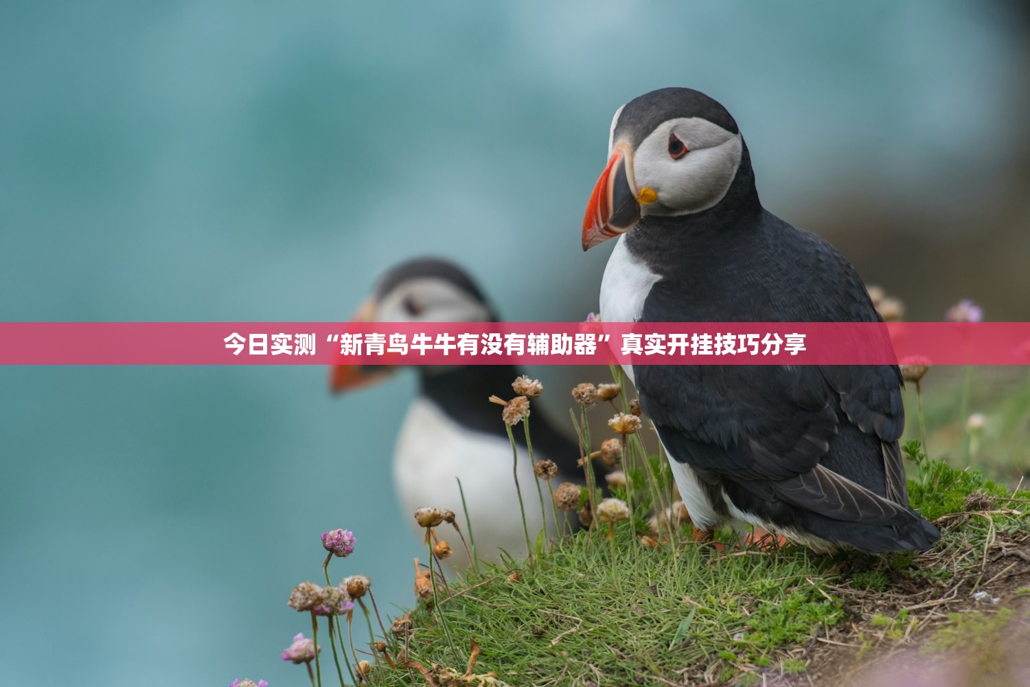 今日实测“新青鸟牛牛有没有辅助器”真实开挂技巧分享