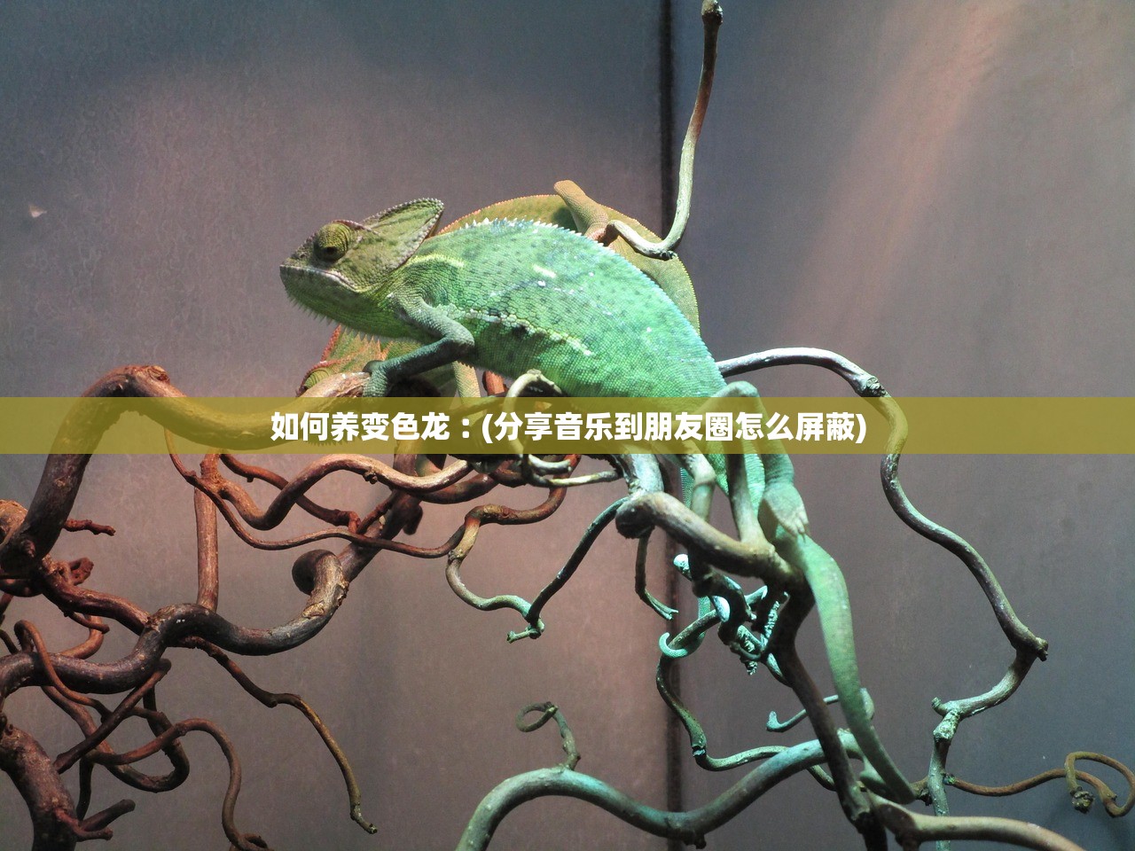 如何养变色龙︰(分享音乐到朋友圈怎么屏蔽)