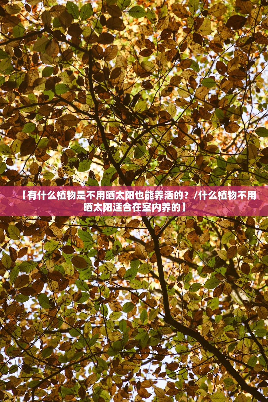 【有什么植物是不用晒太阳也能养活的?/什么植物不用晒太阳适合在室内养的】 【有什么植物是不用晒太阳也能养活的?/什么植物不用晒太阳适合在室内养的】