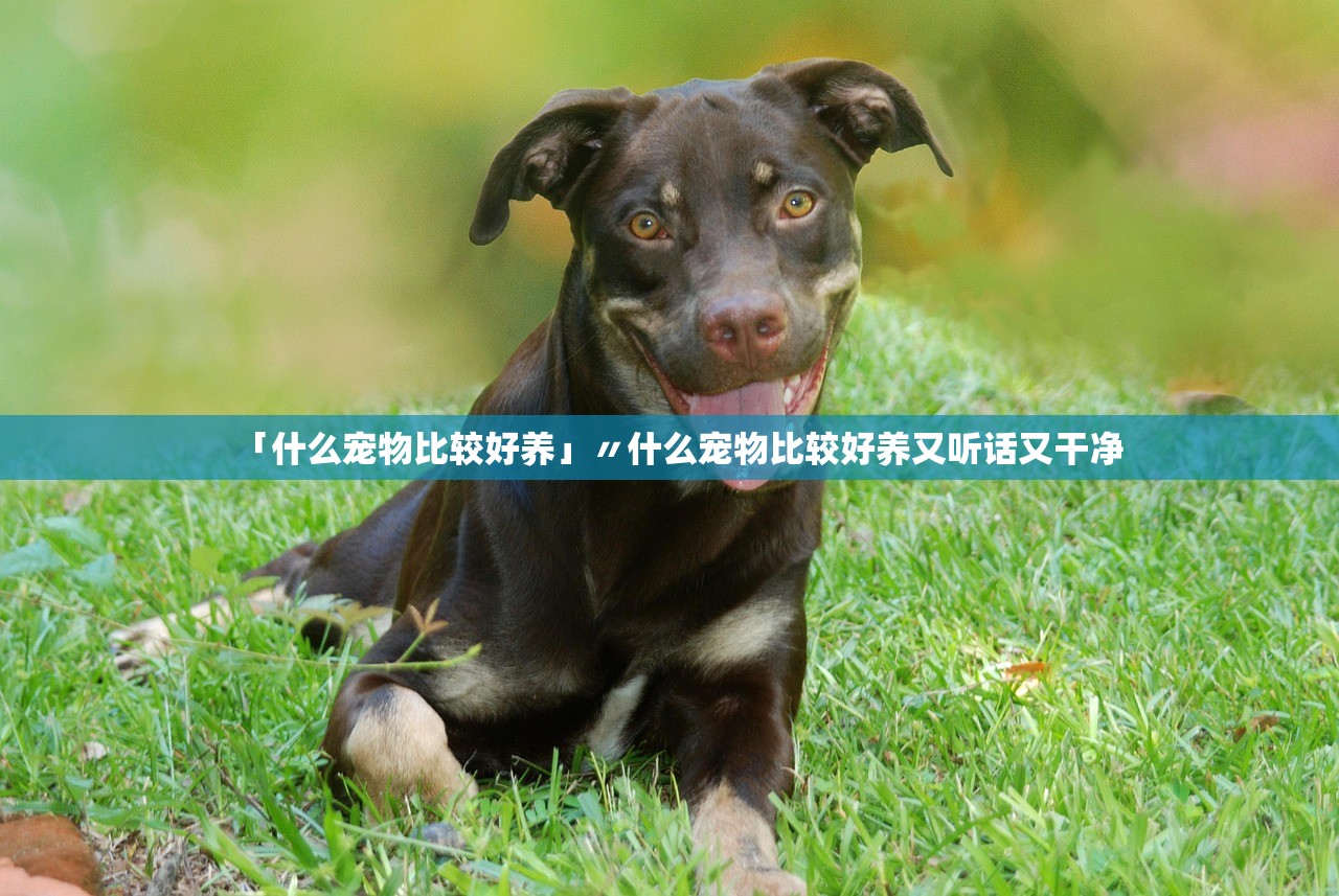 「什么宠物比较好养」〃什么宠物比较好养又听话又干净