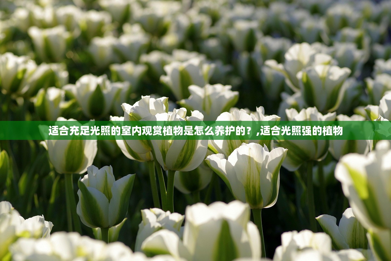 适合充足光照的室内观赏植物是怎么养护的?,适合光照强的植物 适合充足光照的室内观赏植物是怎么养护的?,适合光照强的植物