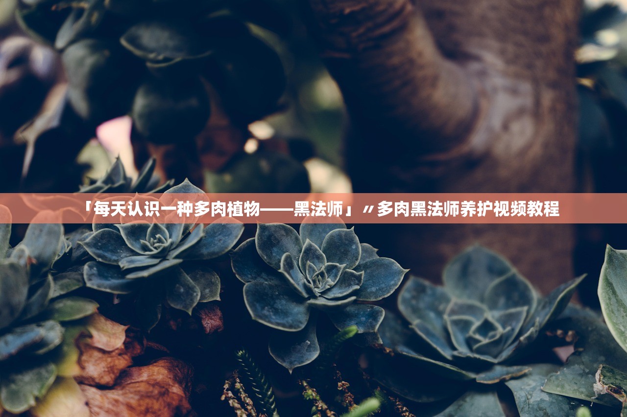 「每天认识一种多肉植物——黑法师」〃多肉黑法师养护视频教程