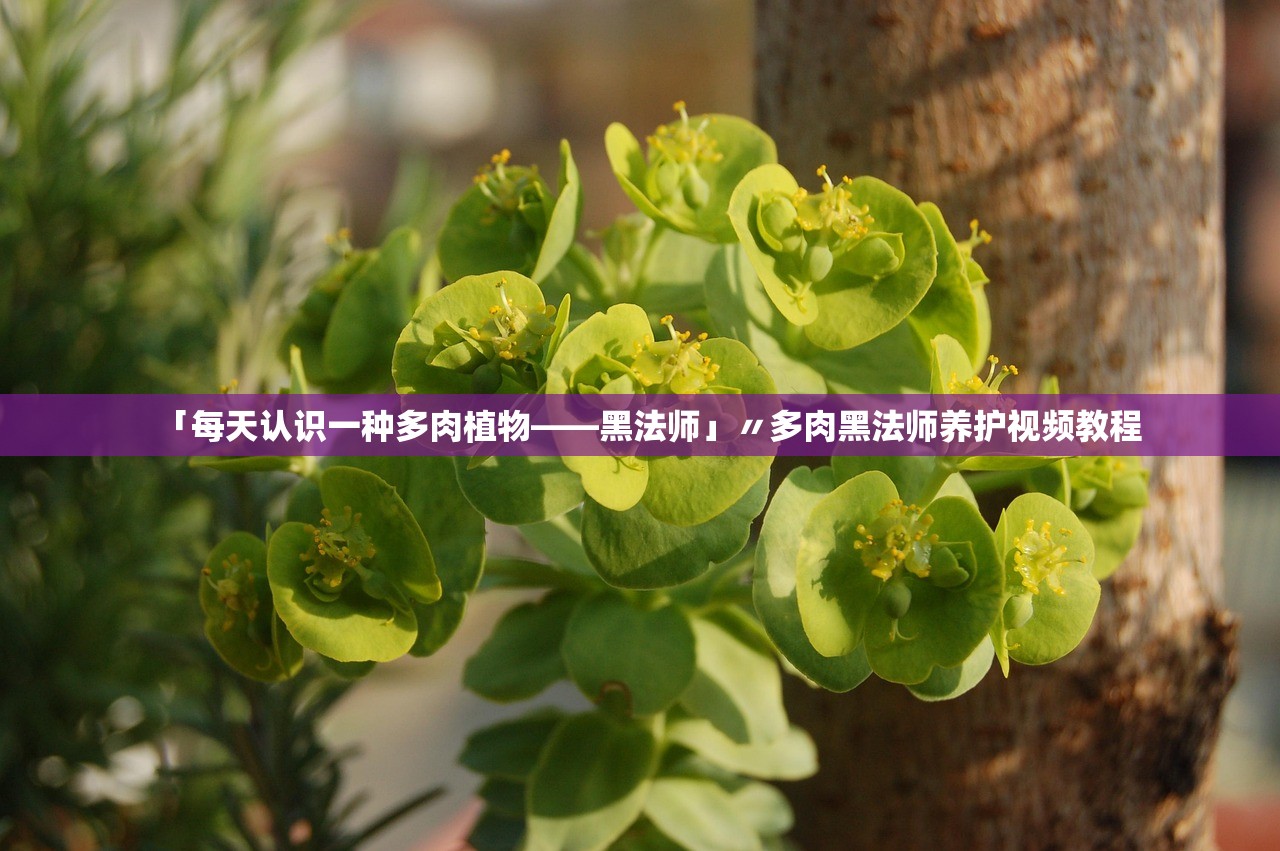 「每天认识一种多肉植物——黑法师」〃多肉黑法师养护视频教程