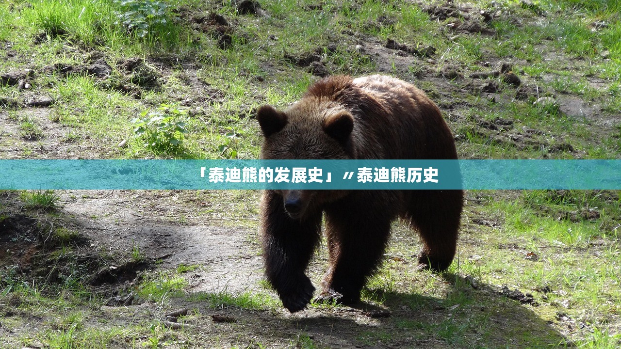 「泰迪熊的发展史」〃泰迪熊历史