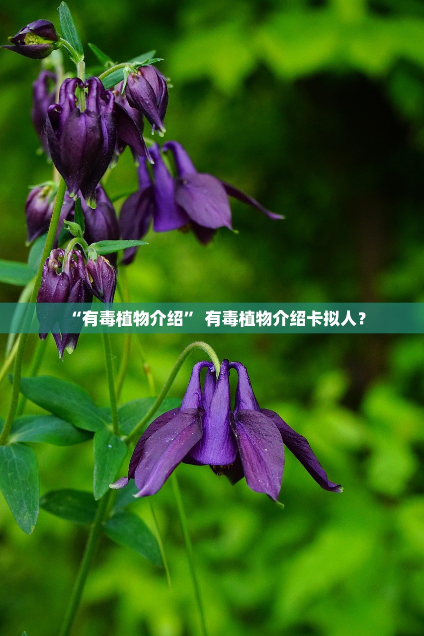 “有毒植物介绍” 有毒植物介绍卡拟人？