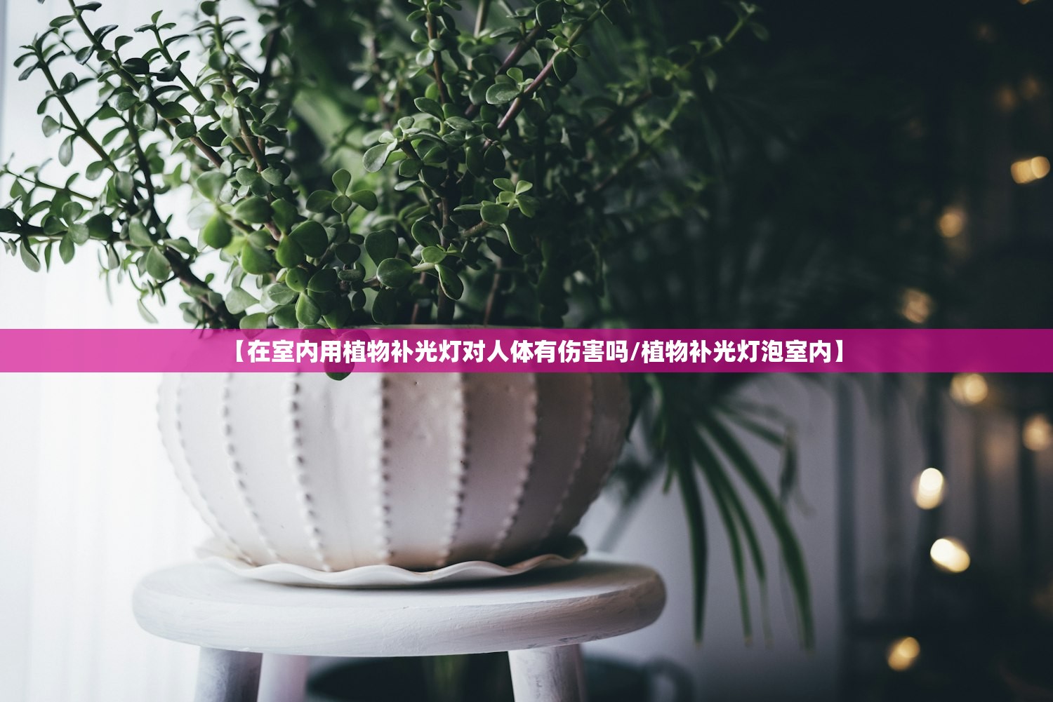 【在室内用植物补光灯对人体有伤害吗/植物补光灯泡室内】