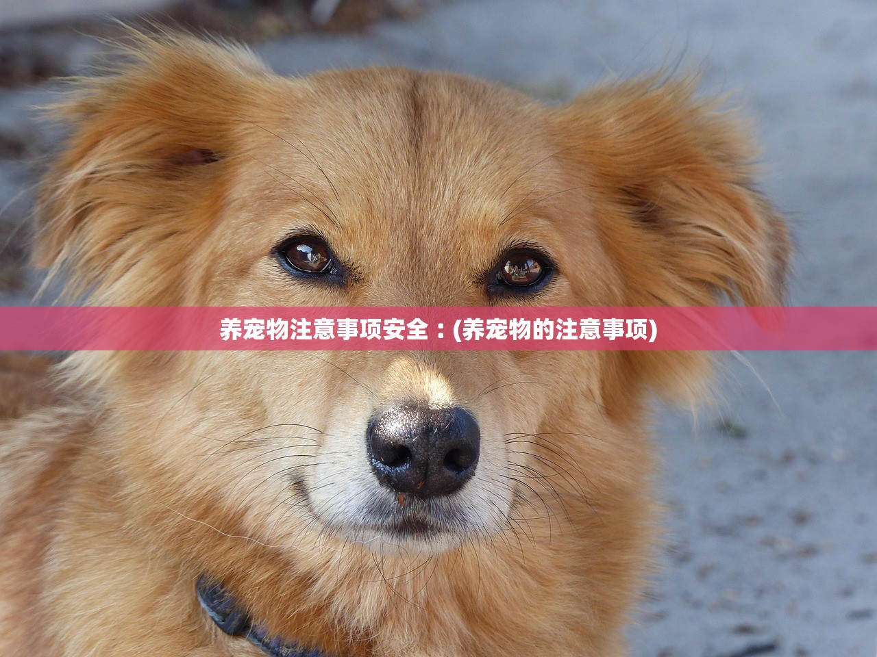 养宠物注意事项安全︰(养宠物的注意事项)