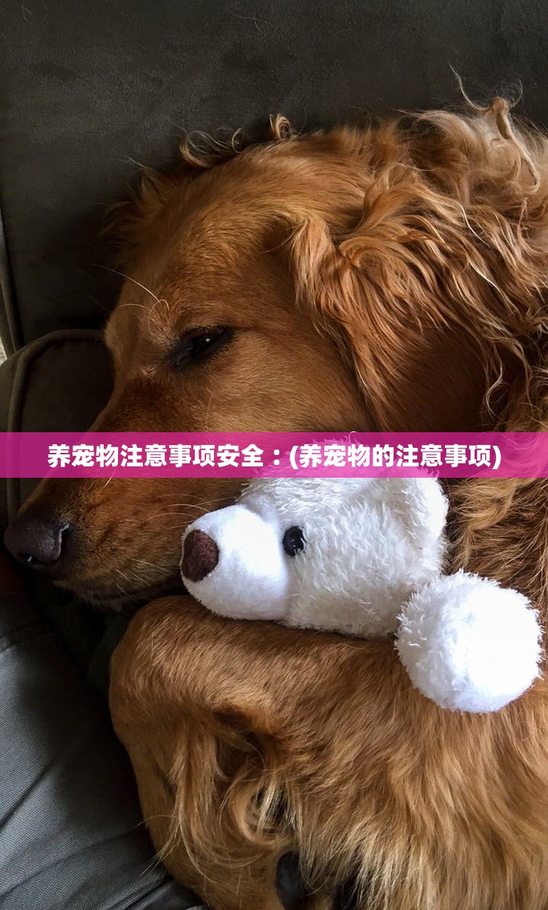 养宠物注意事项安全︰(养宠物的注意事项)