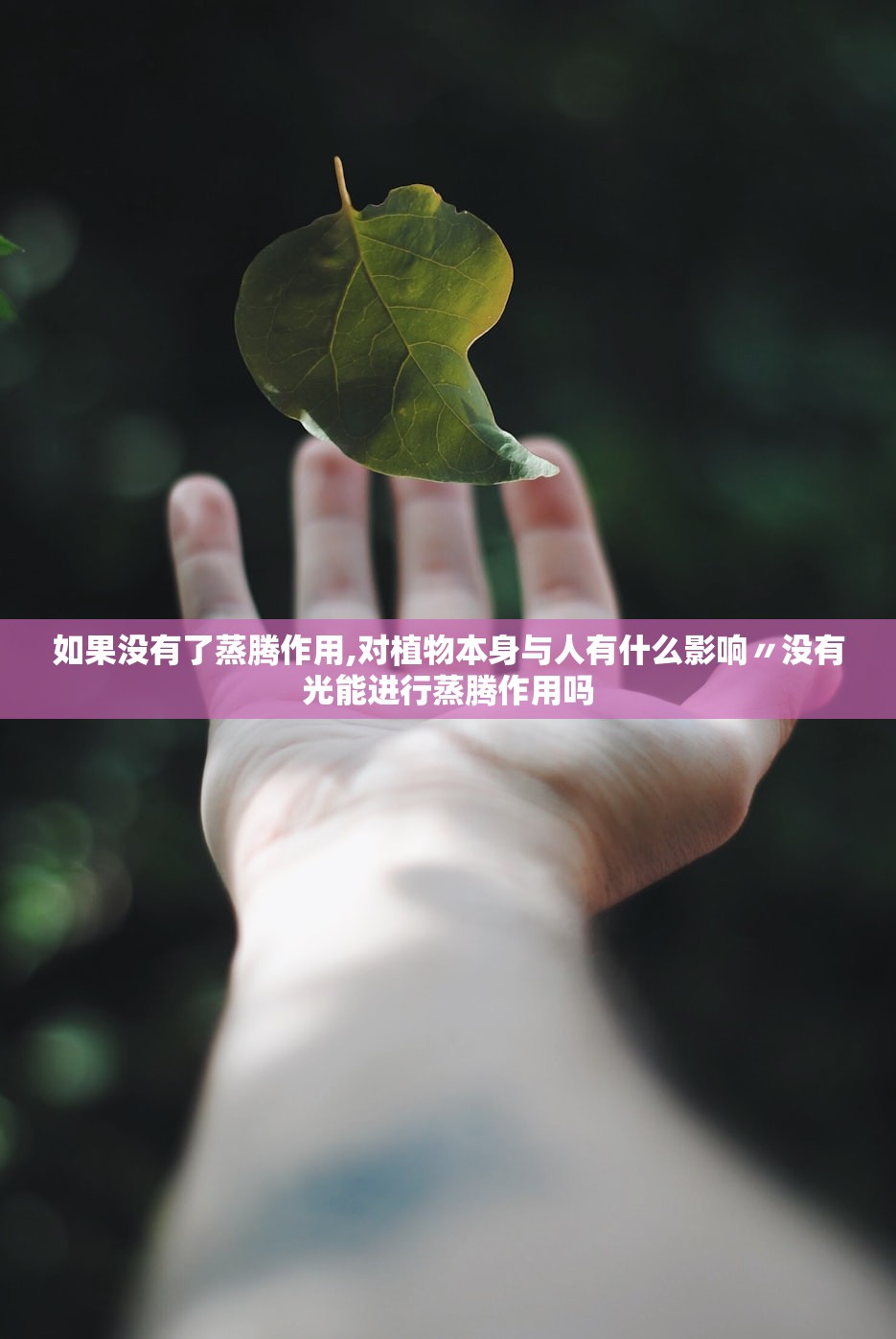 如果没有了蒸腾作用,对植物本身与人有什么影响〃没有光能进行蒸腾作用吗