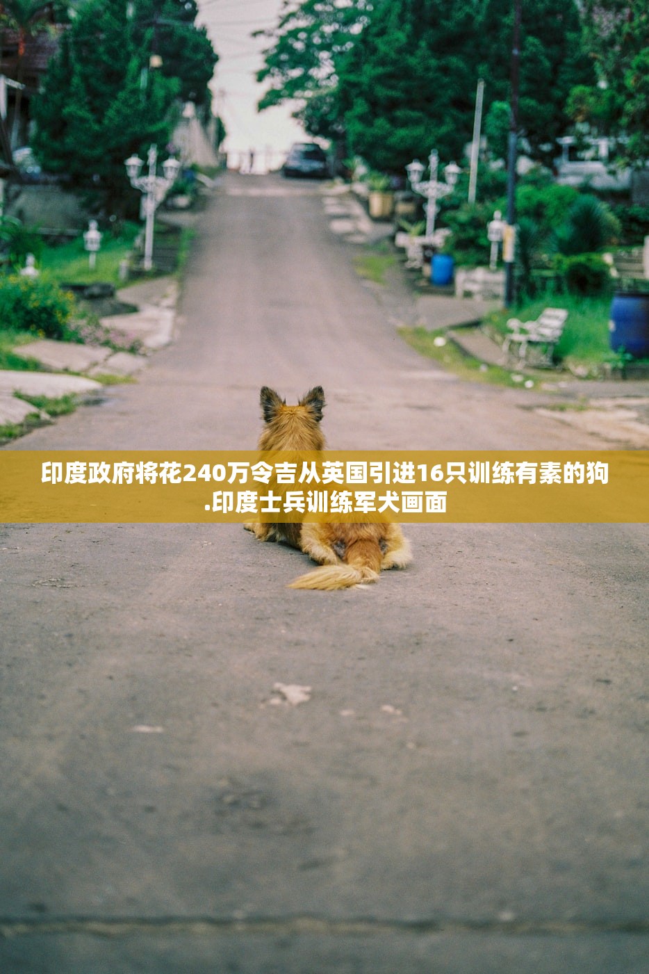 印度政府将花240万令吉从英国引进16只训练有素的狗.印度士兵训练军犬画面 印度政府将花240万令吉从英国引进16只训练有素的狗.印度士兵训练军犬画面