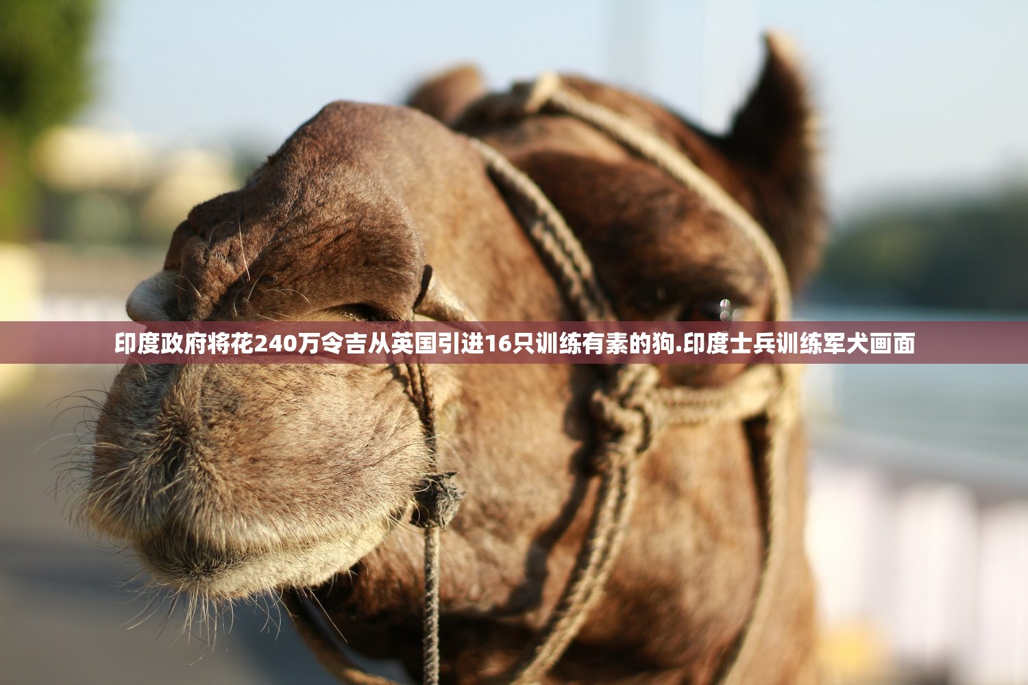 印度政府将花240万令吉从英国引进16只训练有素的狗.印度士兵训练军犬画面 印度政府将花240万令吉从英国引进16只训练有素的狗.印度士兵训练军犬画面