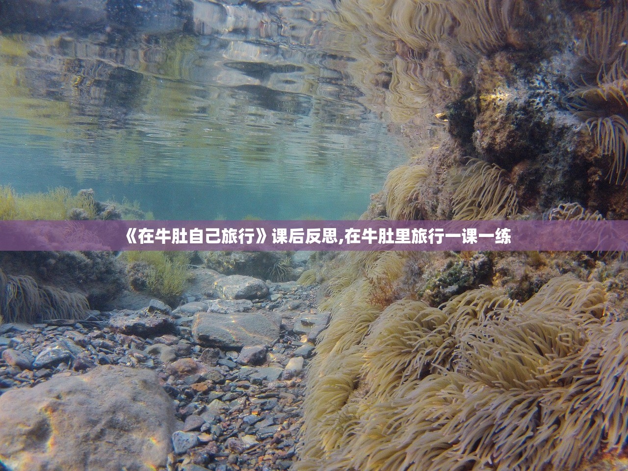 《在牛肚自己旅行》课后反思,在牛肚里旅行一课一练 《在牛肚自己旅行》课后反思,在牛肚里旅行一课一练