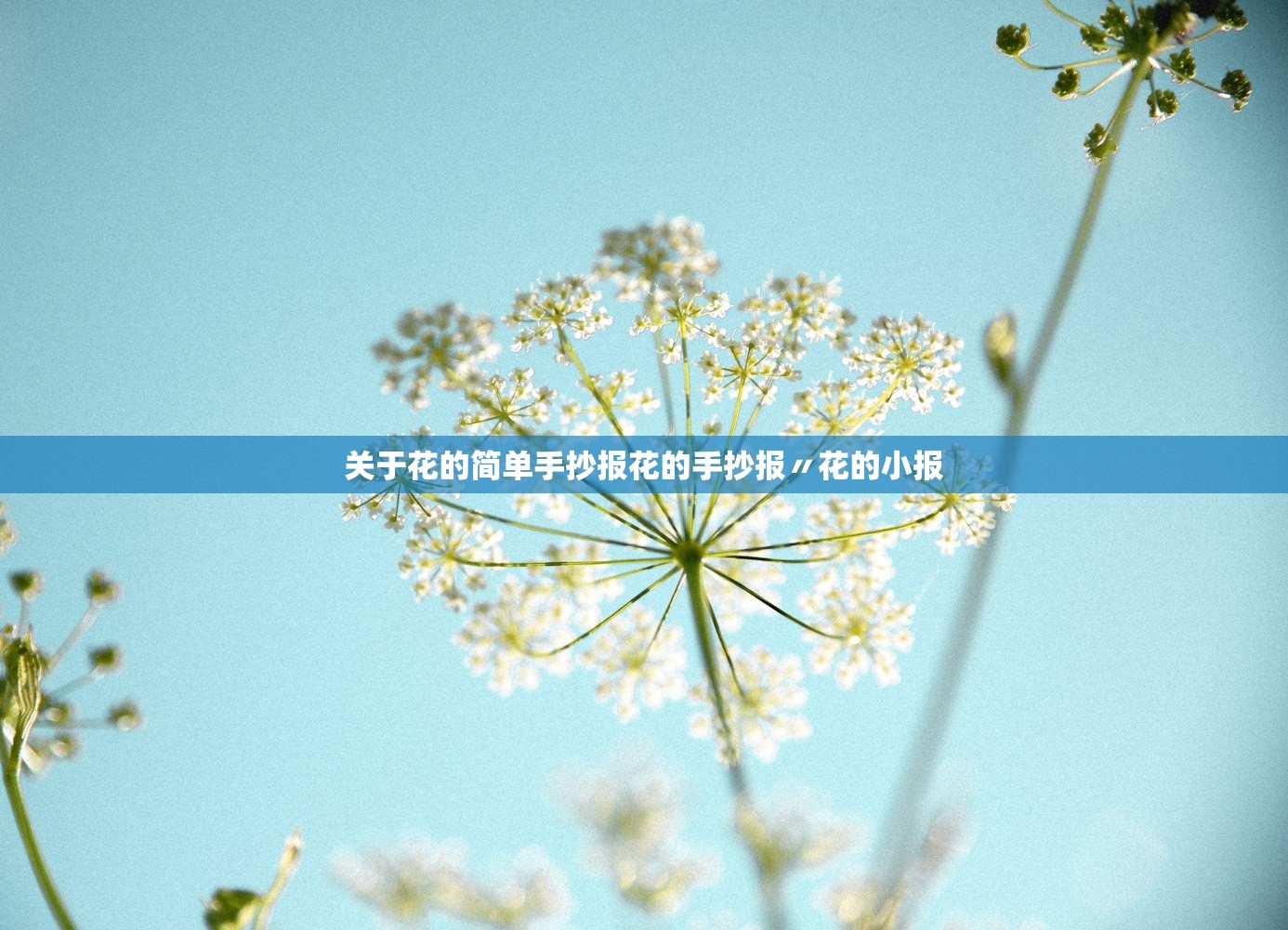 关于花的简单手抄报花的手抄报〃花的小报