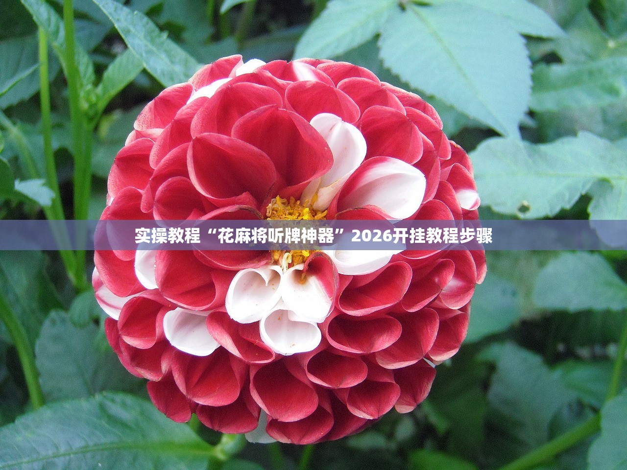 实操教程“花麻将听牌神器”2026开挂教程步骤