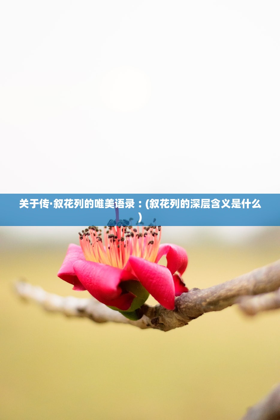 关于传·叙花列的唯美语录︰(叙花列的深层含义是什么)