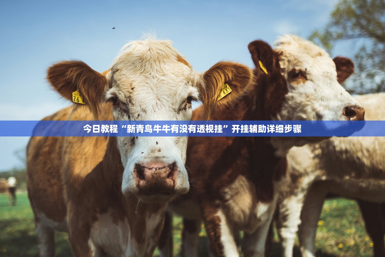 今日教程“新青鸟牛牛有没有透视挂”开挂辅助详细步骤