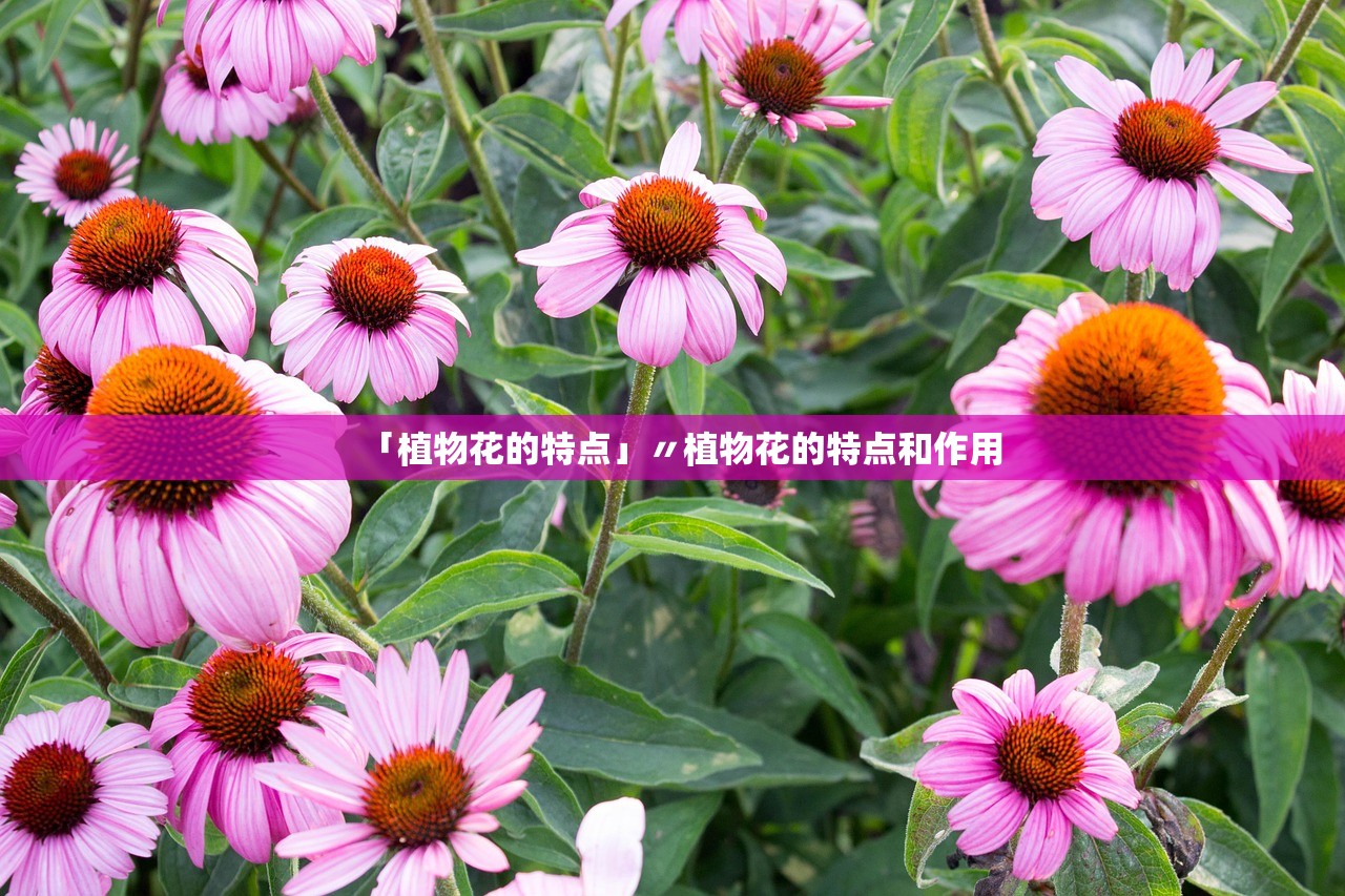 「植物花的特点」〃植物花的特点和作用 「植物花的特点」〃植物花的特点和作用