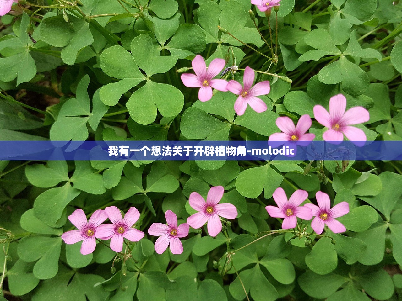 我有一个想法关于开辟植物角-molodic